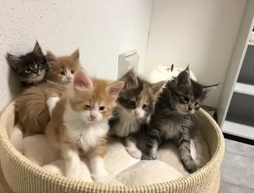 Liebevolles Maine Coon Babys Kitten mit Papieren