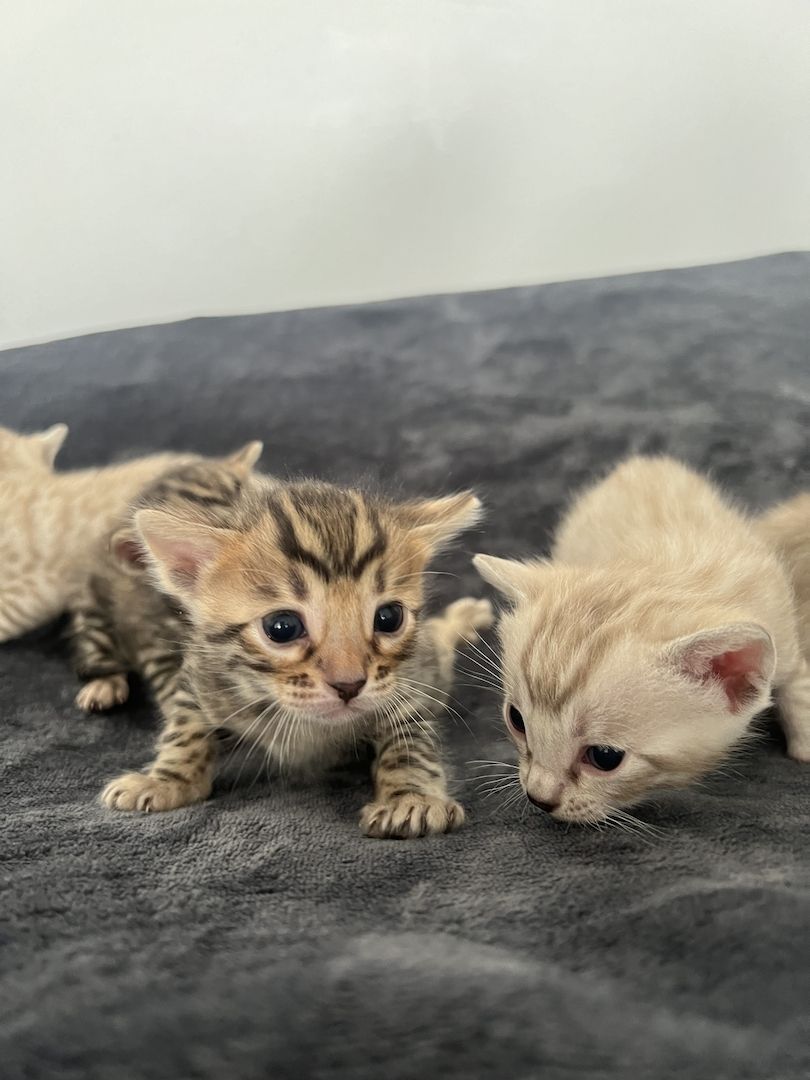 Bengal kitten Bengal kitten