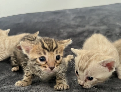 Bengal kitten