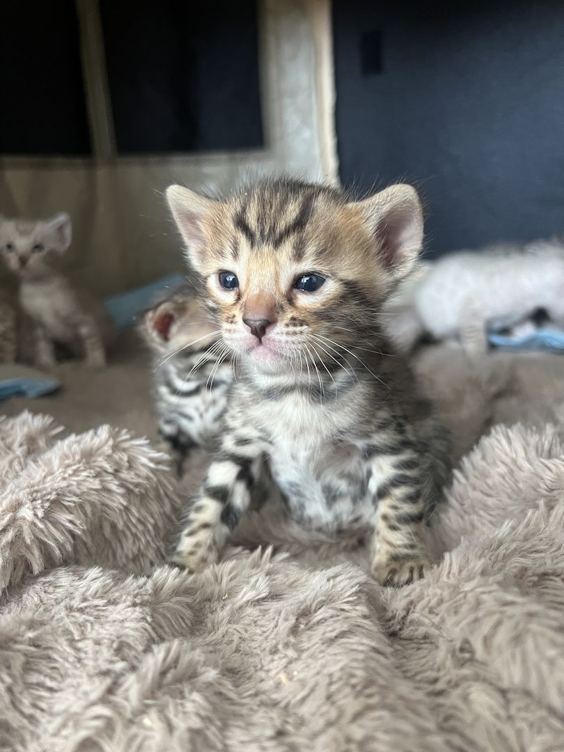 Bengal kitten Bengal kitten