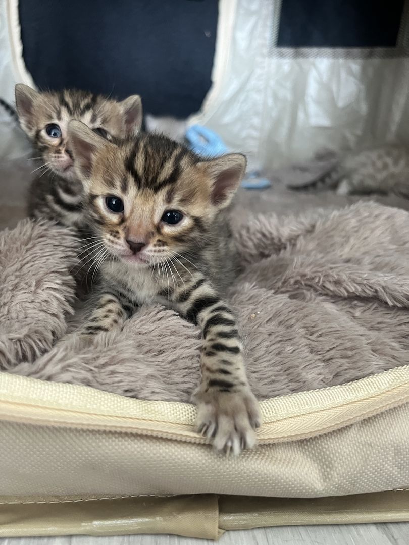 Bengal kitten Bengal kitten