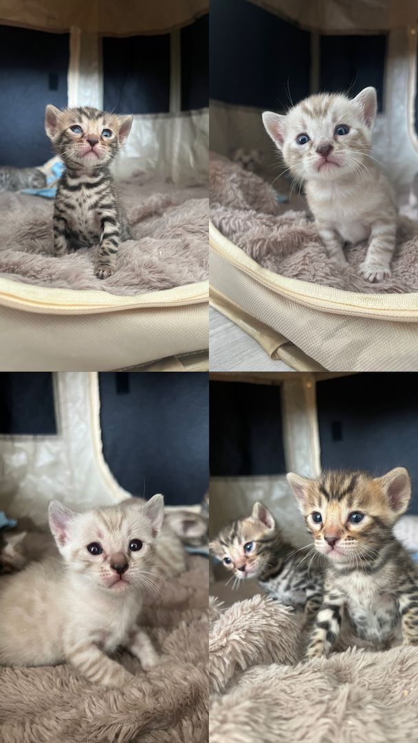 Bengal kitten Bengal kitten