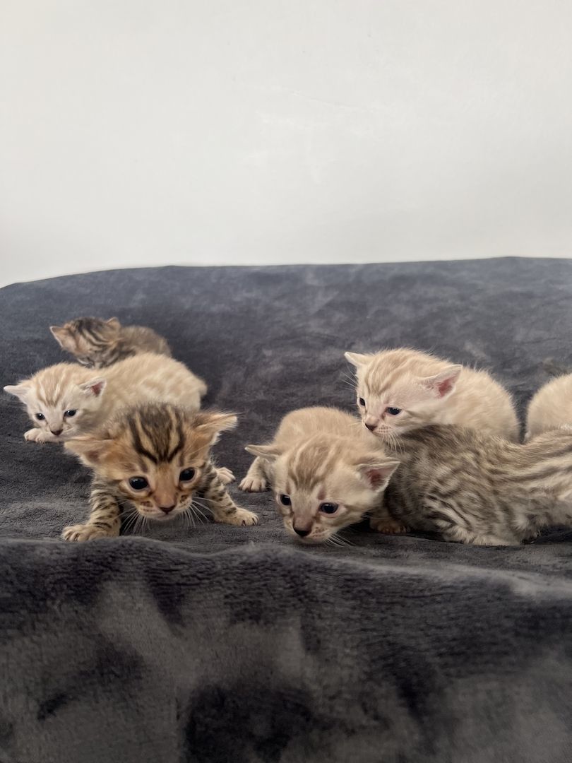 Bengal kitten Bengal kitten