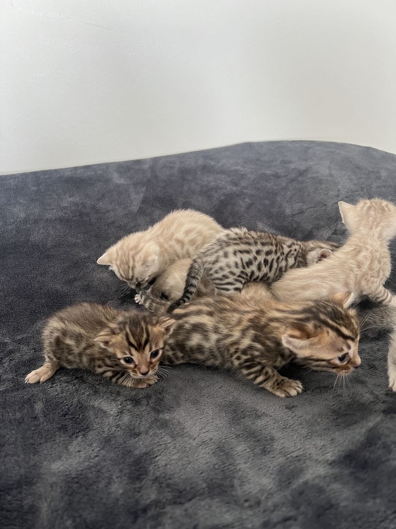 Bengal kitten Bengal kitten