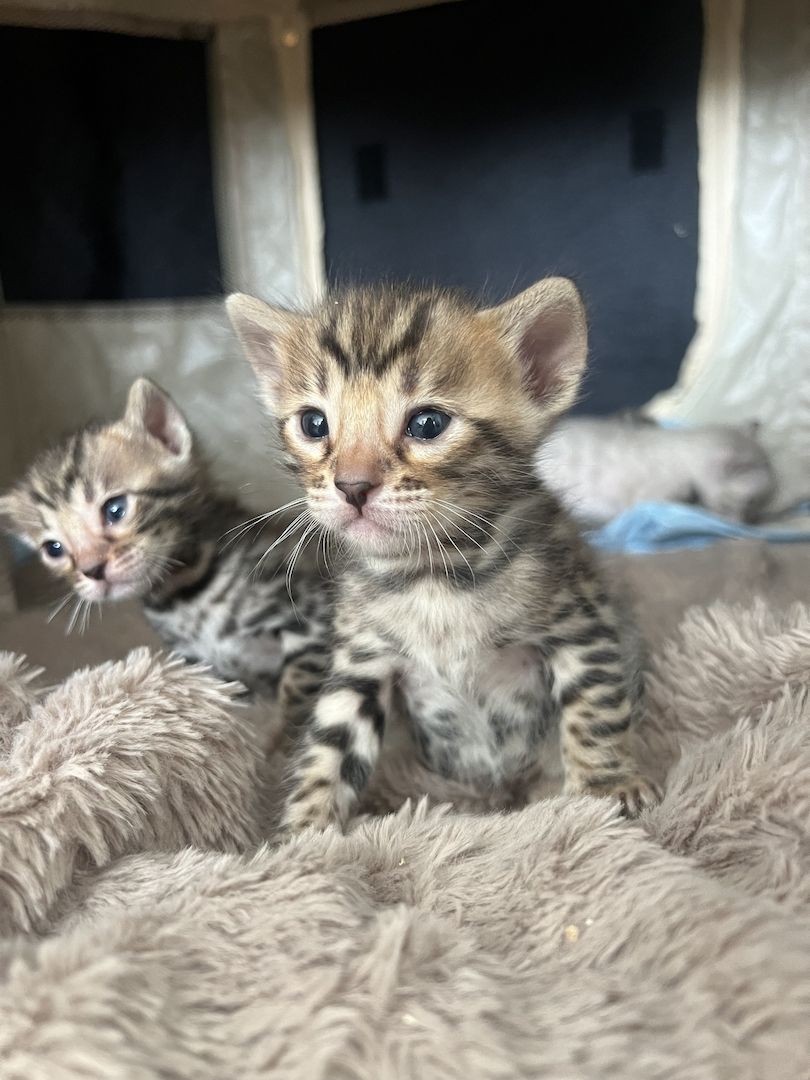 Bengal kitten Bengal kitten