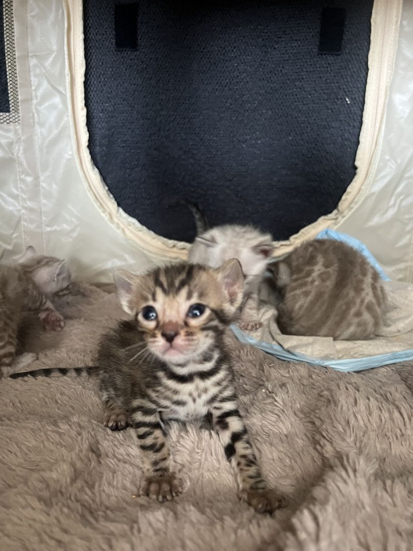 Bengal kitten Bengal kitten