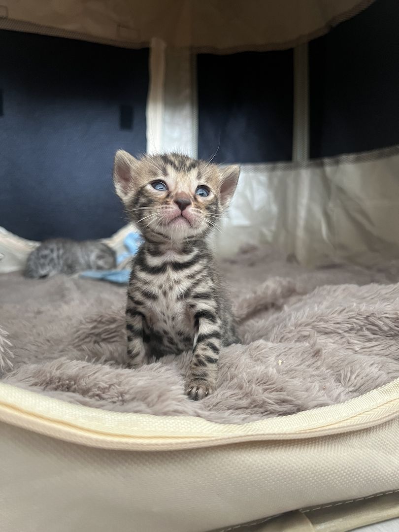 Bengal kitten Bengal kitten