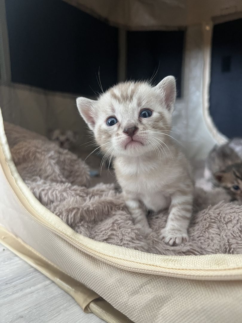 Bengal kitten Bengal kitten