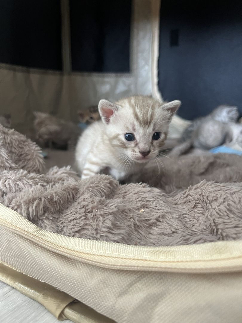 Bengal kitten Bengal kitten