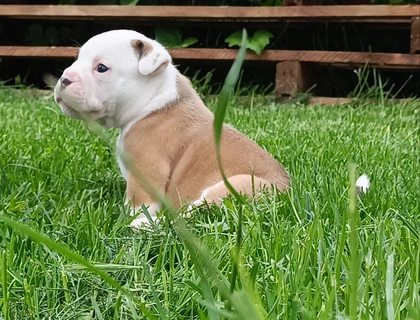 Old english Bulldog