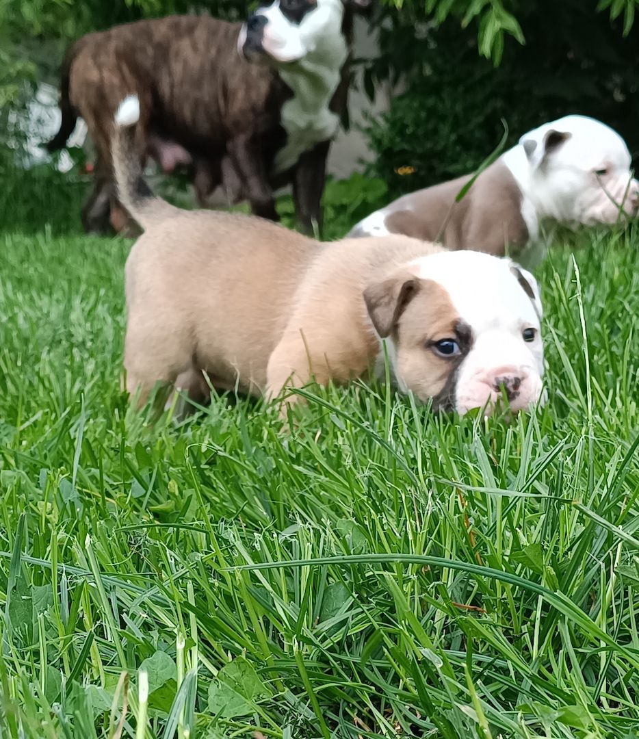 Old english Bulldog