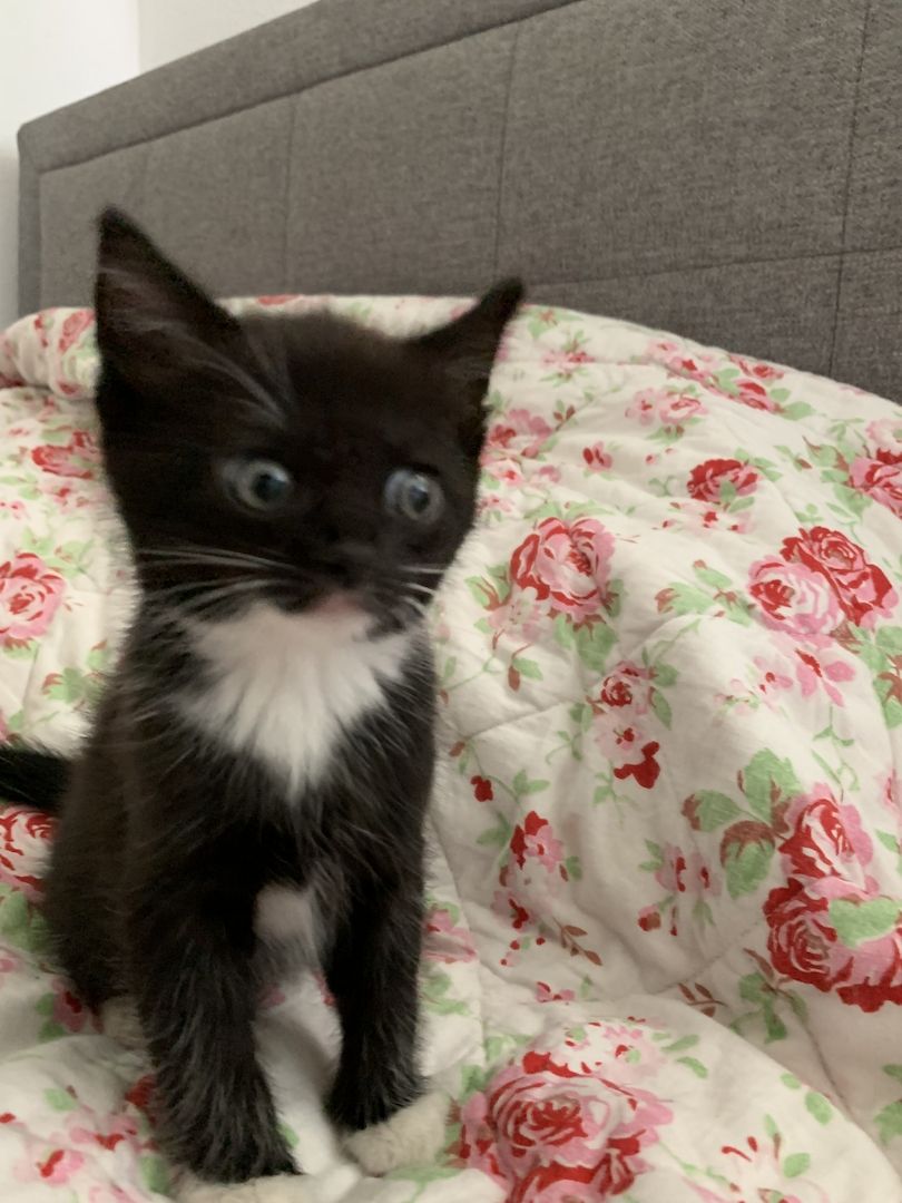 Süsse Kitten suchen ein neues Zuhause