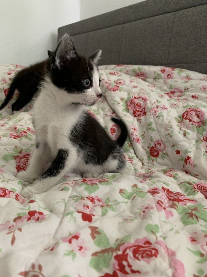 Süsse Kitten suchen ein neues Zuhause