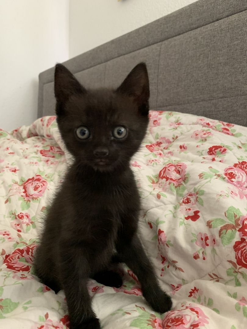 Süsse Kitten suchen ein neues Zuhause