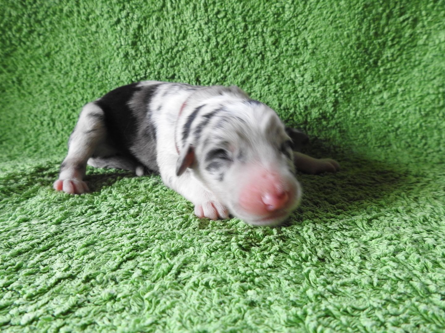 Australian Shepherd Welpen