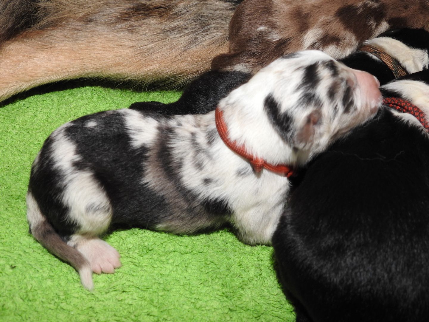 Australian Shepherd Welpen