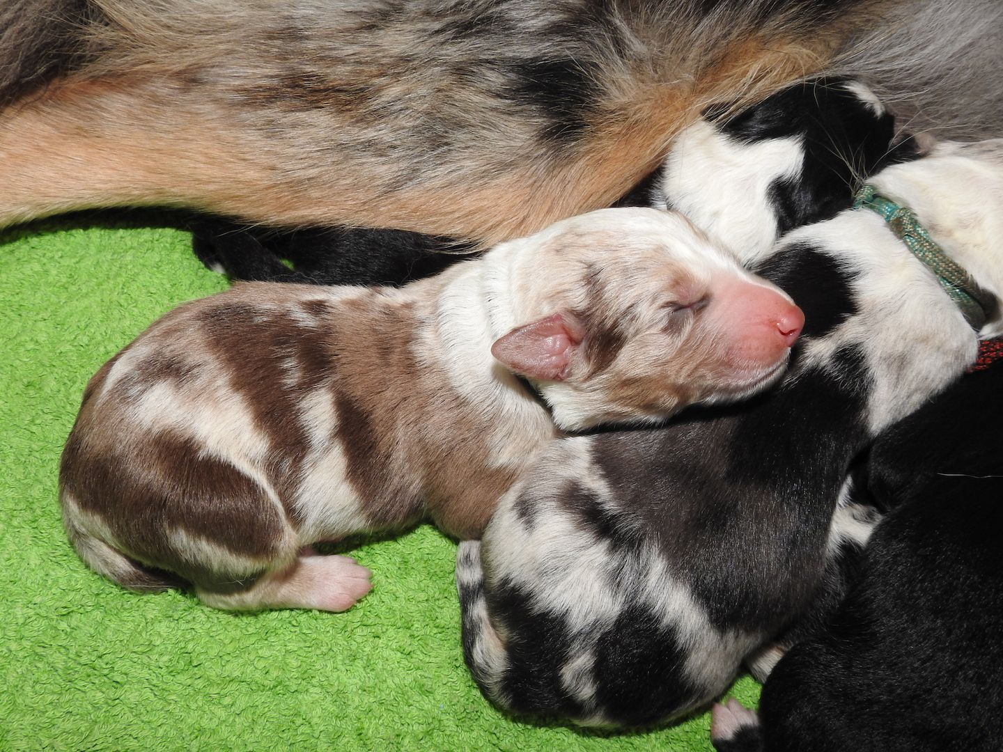 Australian Shepherd Welpen
