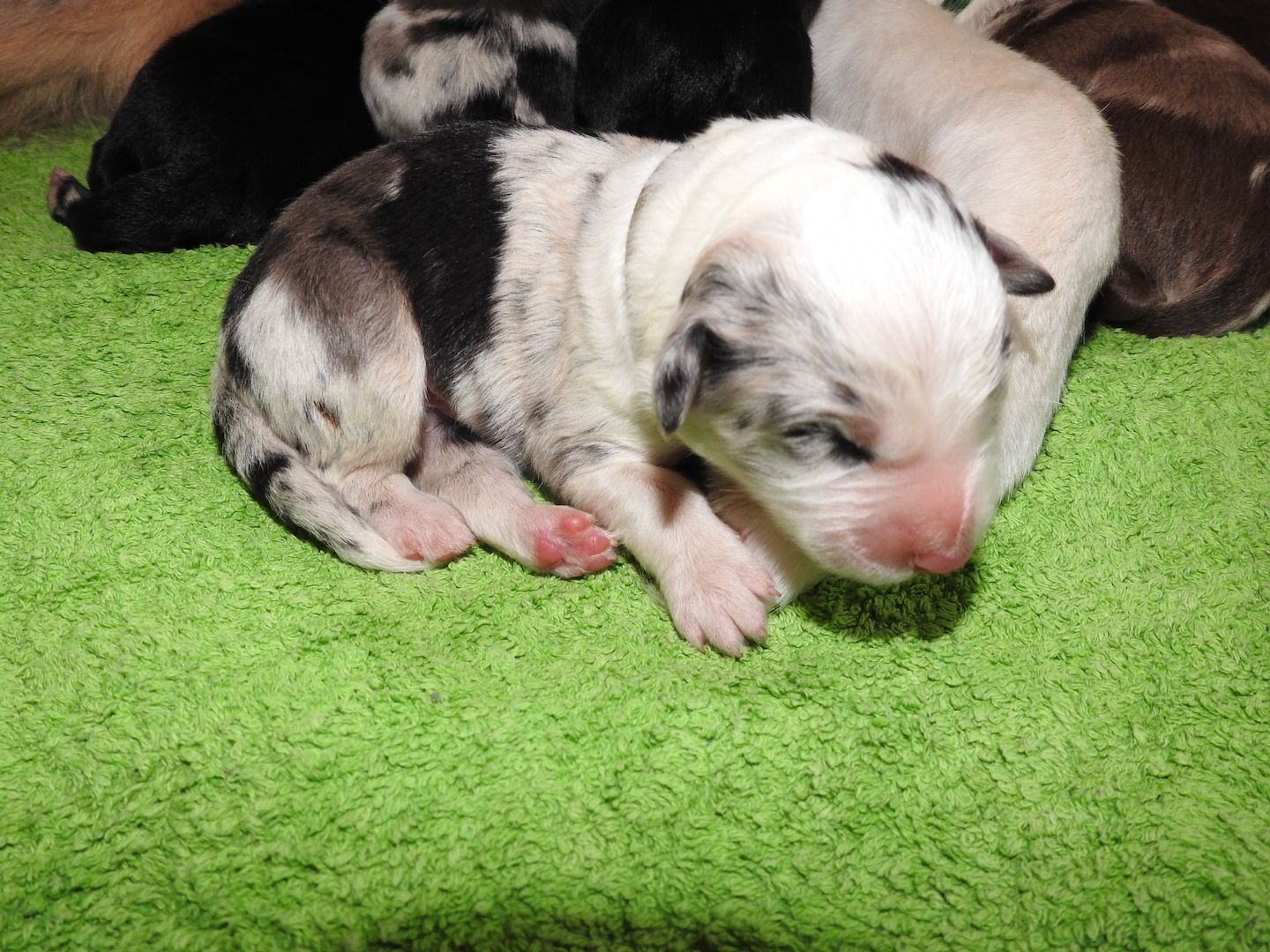 Australian Shepherd Welpen