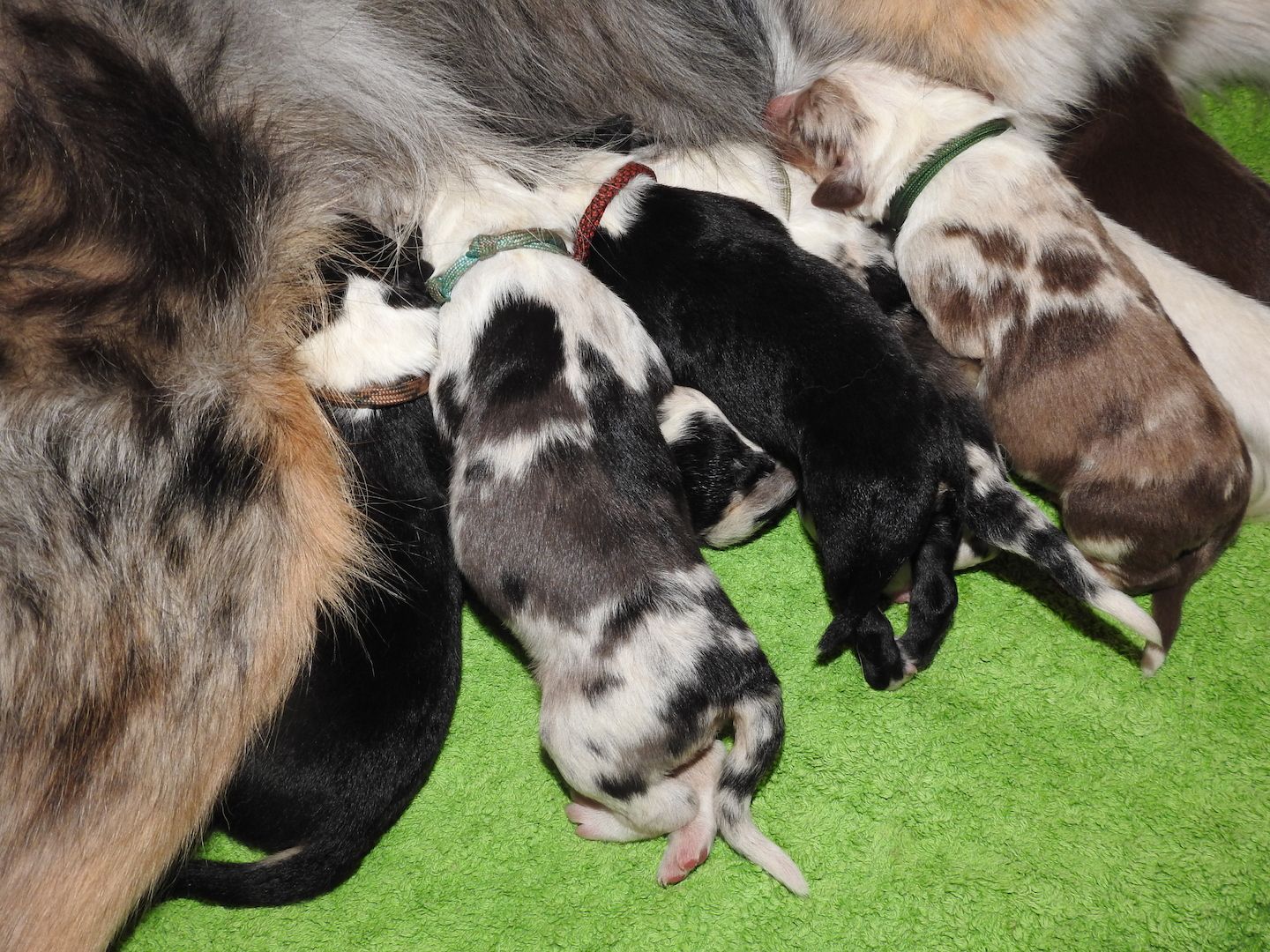 Australian Shepherd Welpen