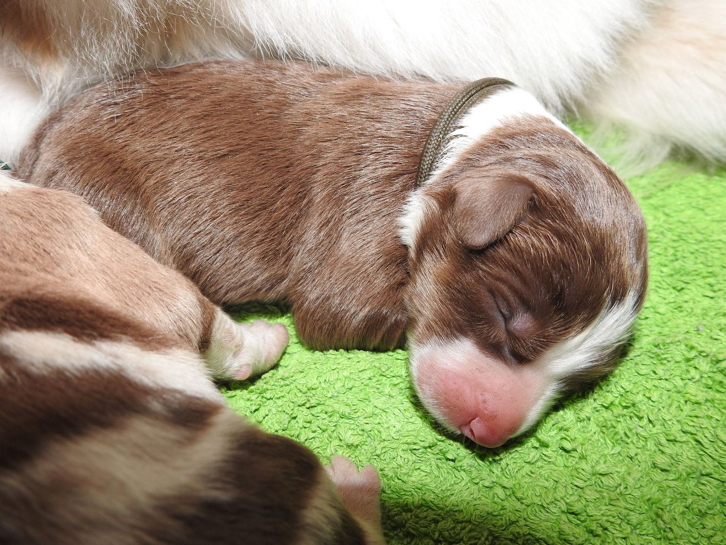 Australian Shepherd Welpen