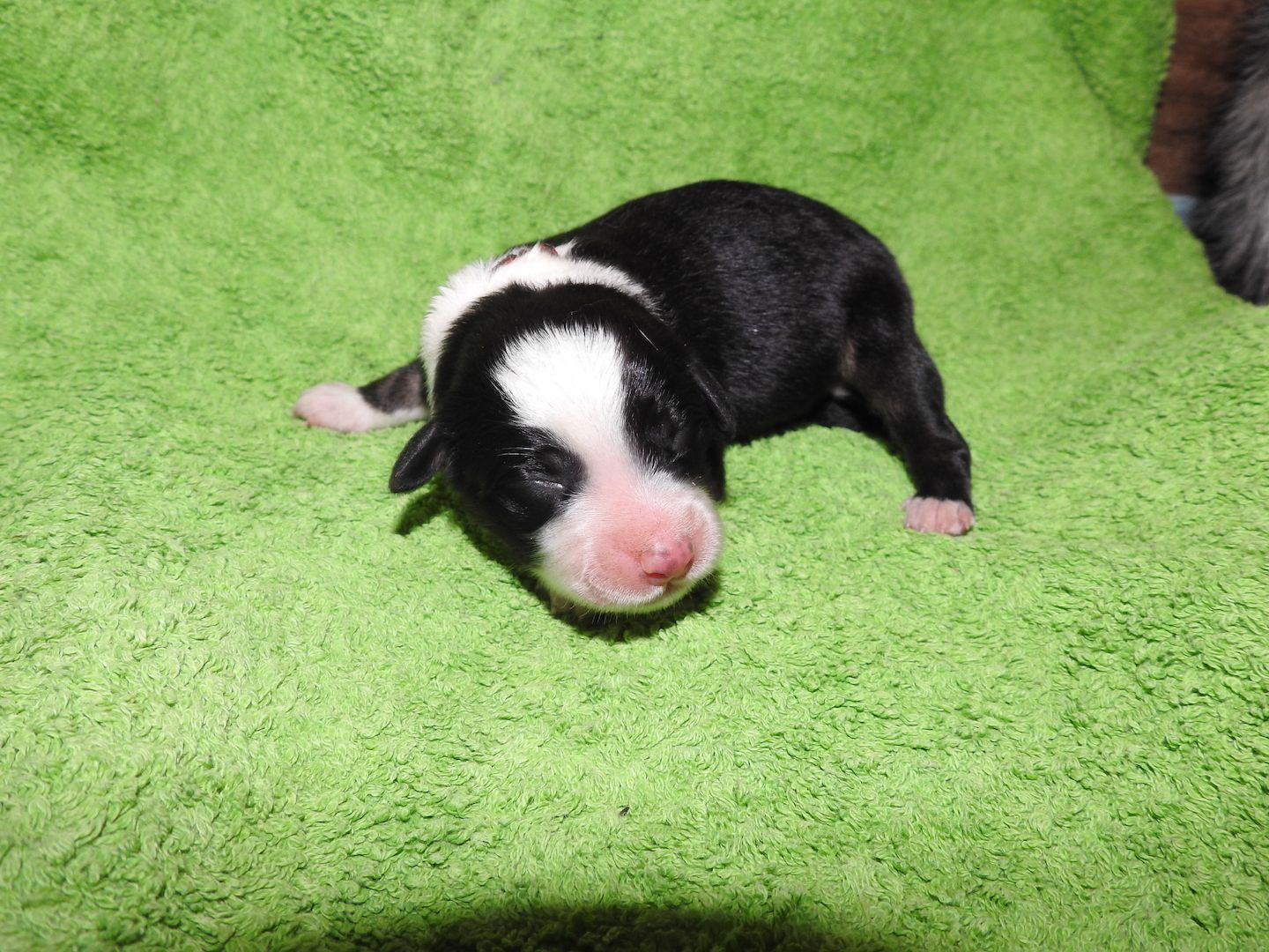 Australian Shepherd Welpen