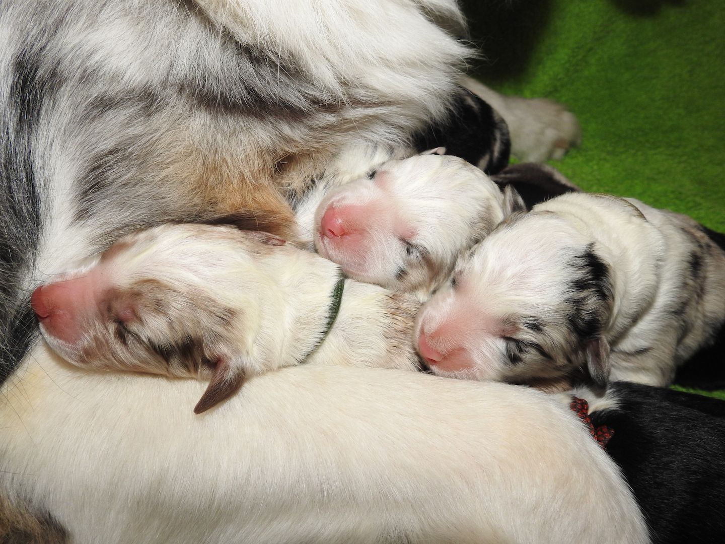 Australian Shepherd Welpen