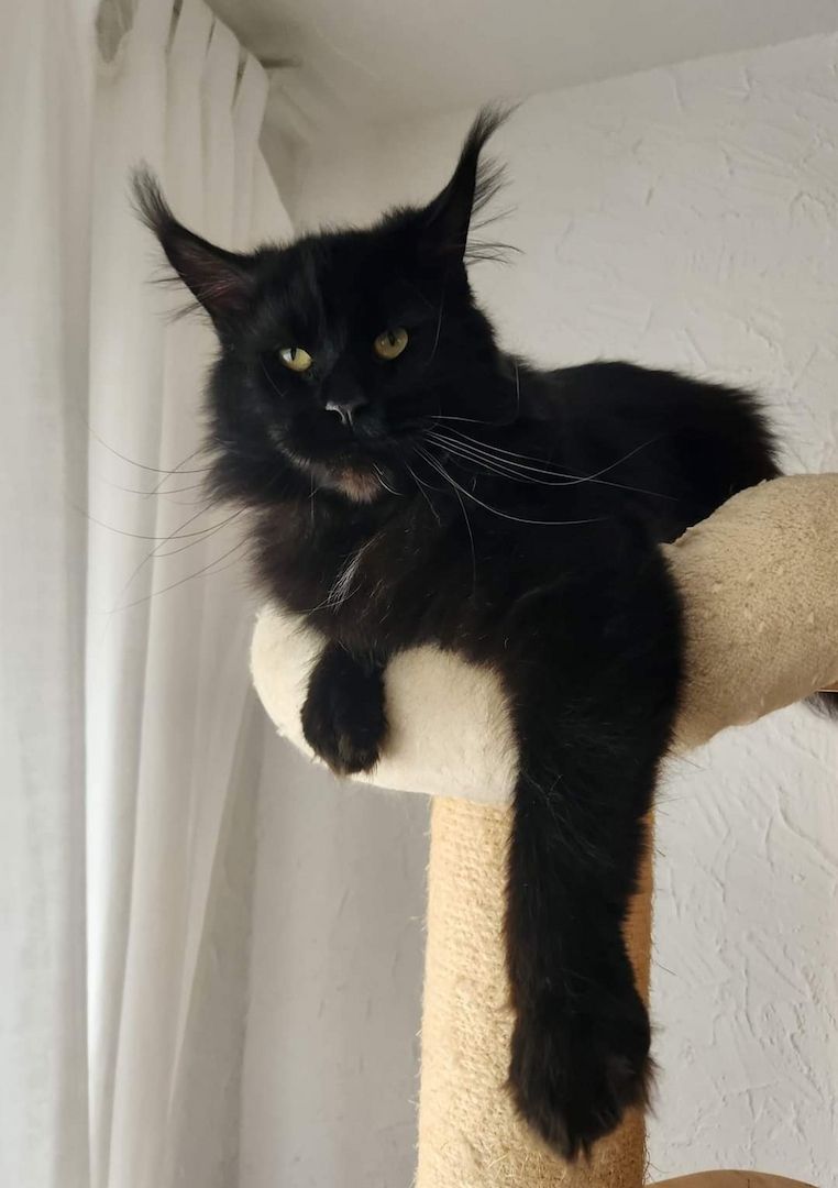 Tolle Maine Coon kitten mit Stammbaum aus seriöser Zucht