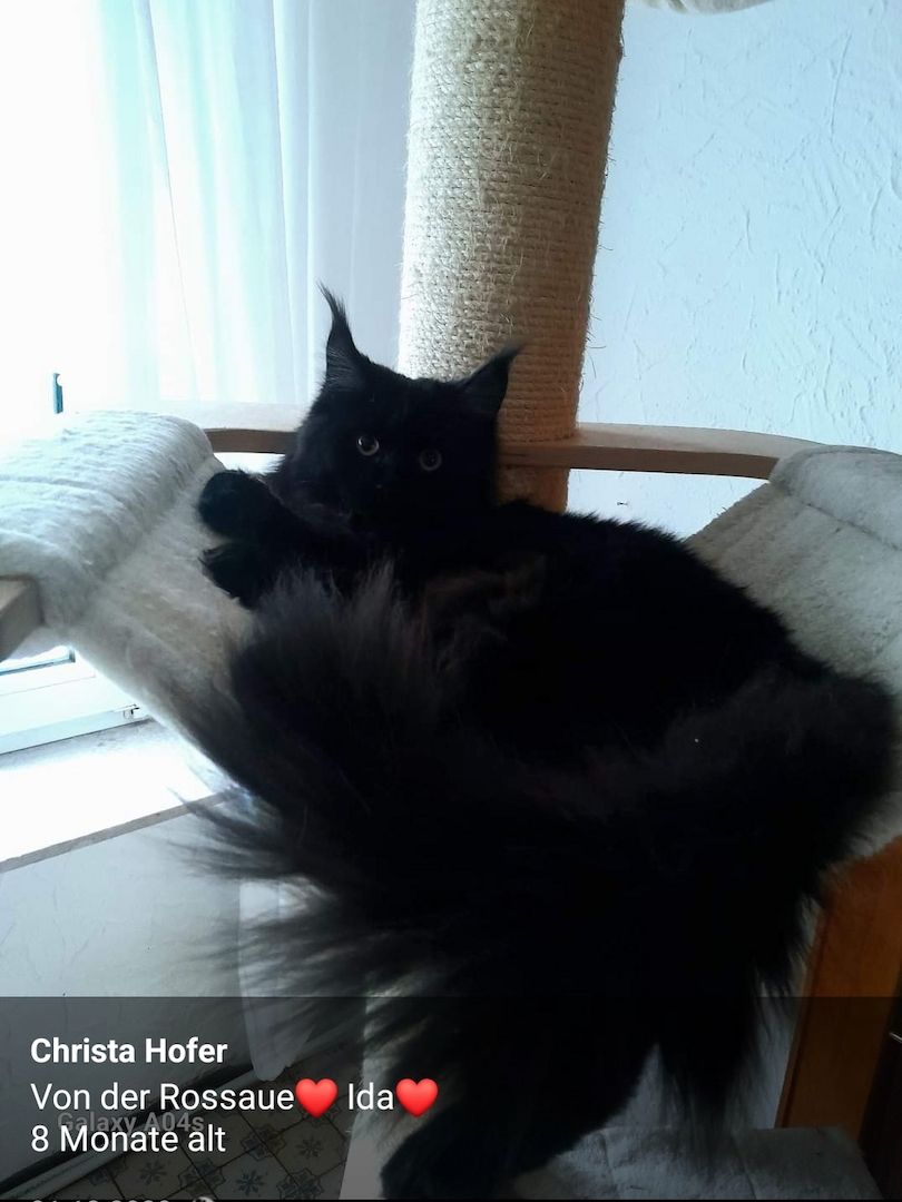 Tolle Maine Coon kitten mit Stammbaum aus seriöser Zucht