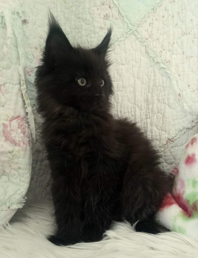 Tolle Maine Coon kitten mit Stammbaum aus seriöser Zucht