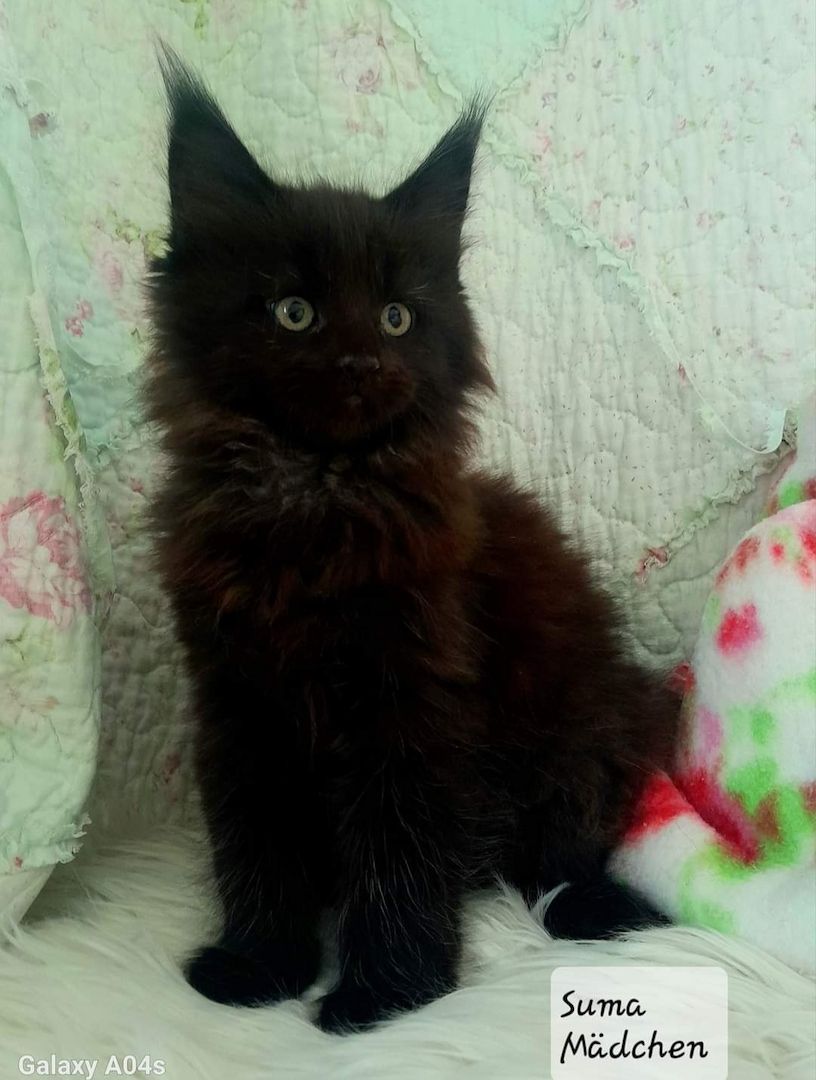 Tolle Maine Coon kitten mit Stammbaum aus seriöser Zucht