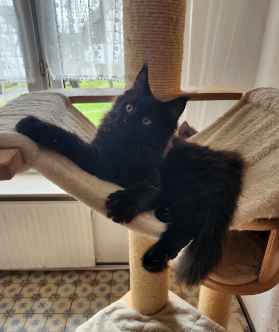 Tolle Maine Coon kitten mit Stammbaum aus seriöser Zucht