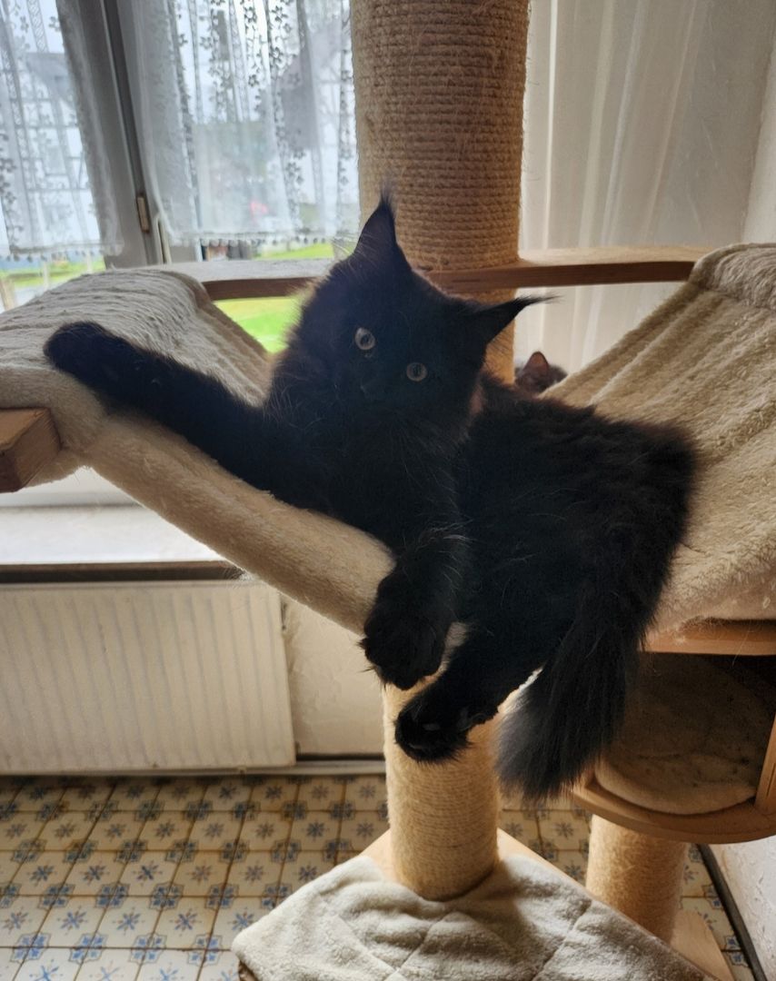 Tolle Maine Coon kitten mit Stammbaum aus seriöser Zucht