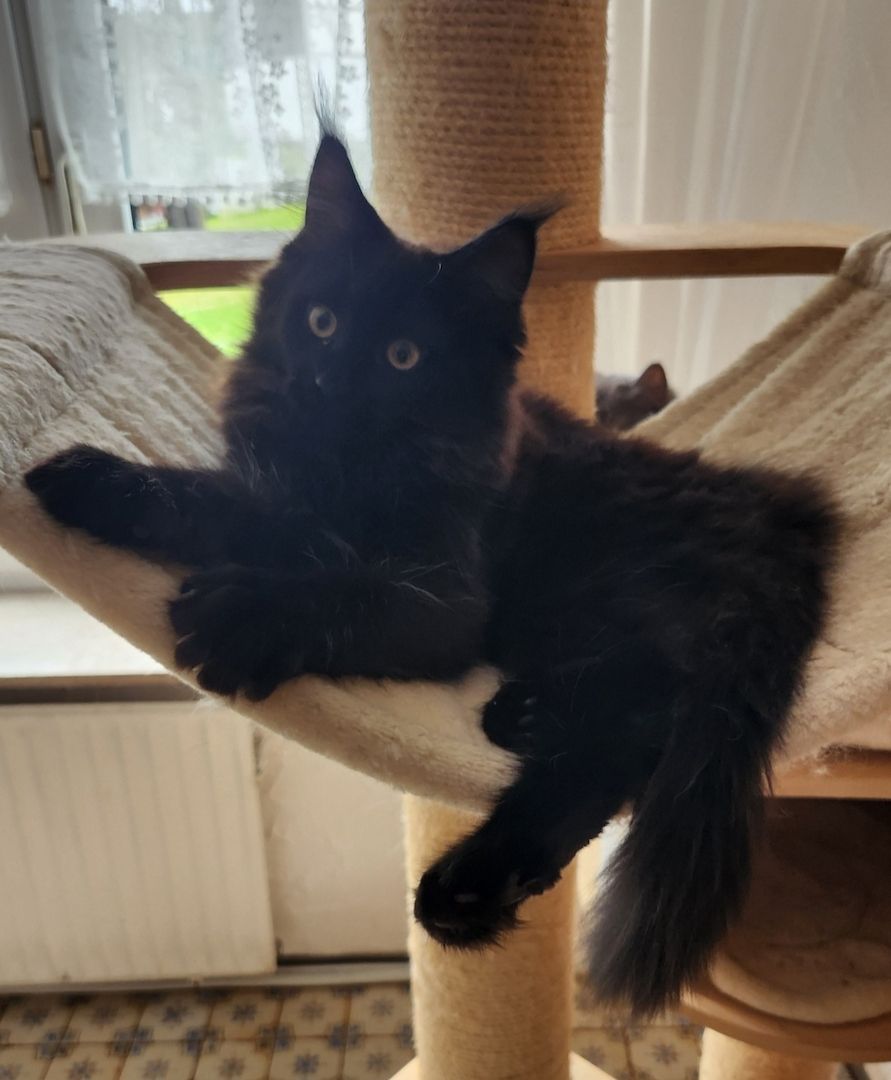 Tolle Maine Coon kitten mit Stammbaum aus seriöser Zucht