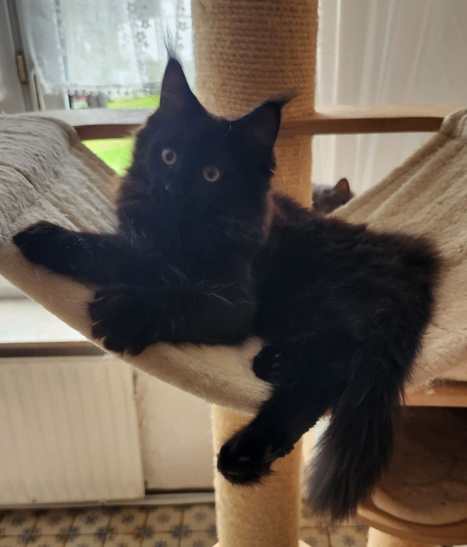 Tolle Maine Coon kitten mit Stammbaum aus seriöser Zucht