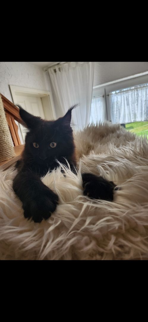 Tolle Maine Coon kitten mit Stammbaum aus seriöser Zucht