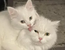 Türkisch Angora Kätzchen zu verkaufen