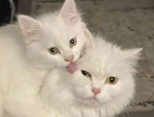Türkisch Angora Kätzchen zu verkaufen