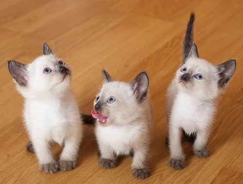 Siamesische Kätzchen zu verkaufen