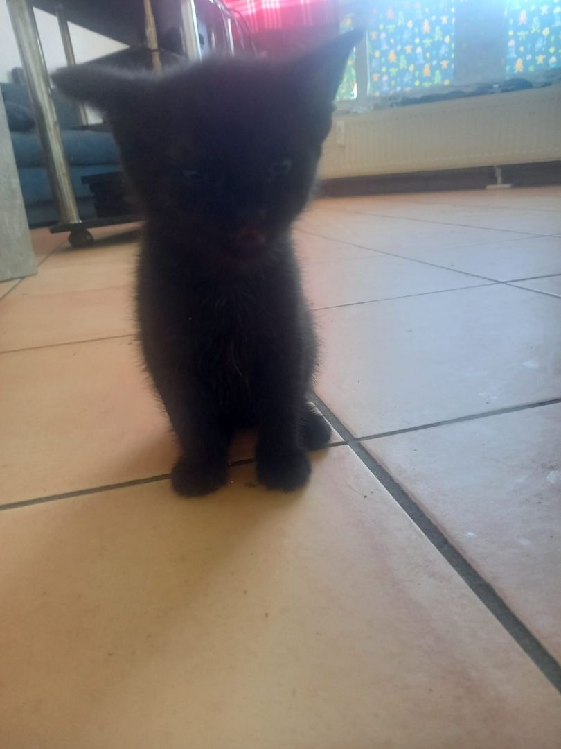 Kater schwarz sehr verspielt