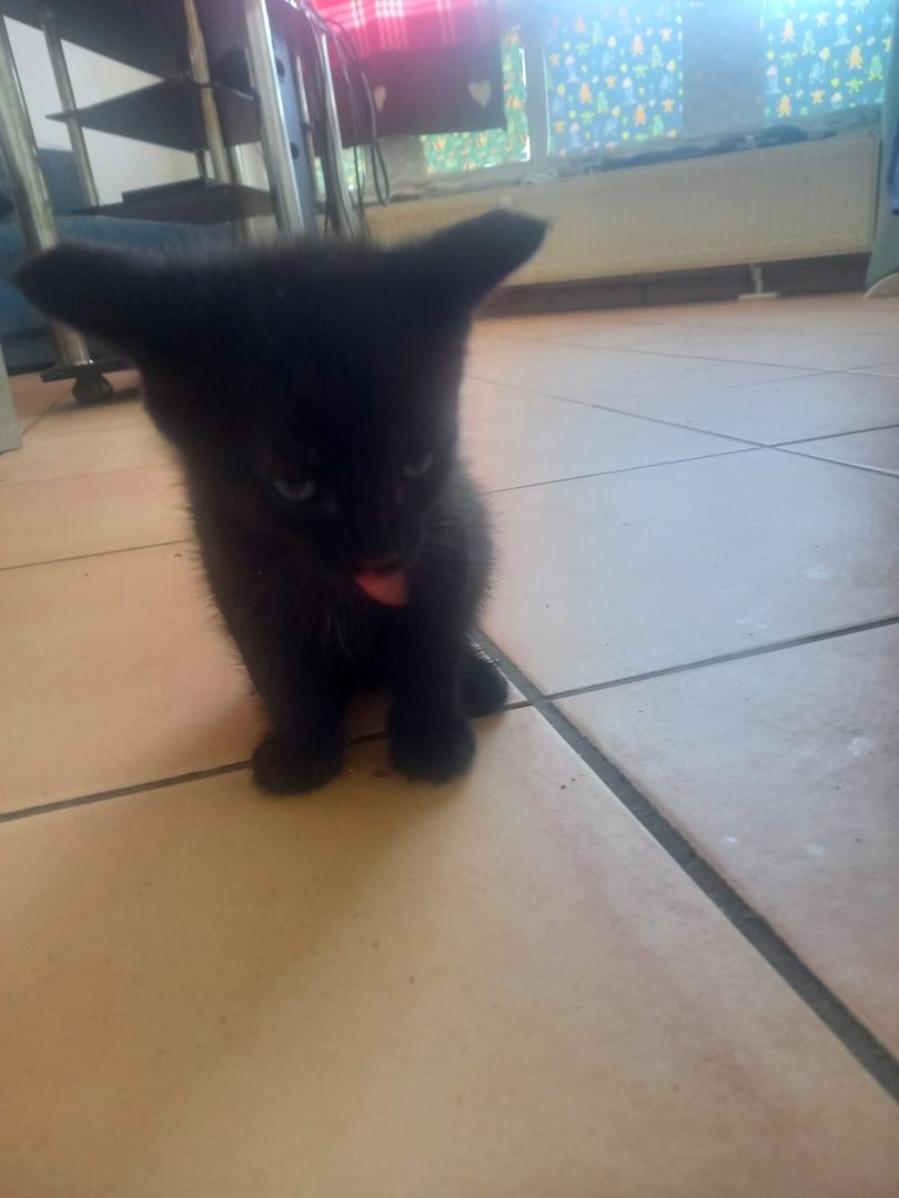 Kater schwarz sehr verspielt