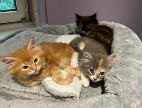 3 Maine Coon Kitten aus Hamburg