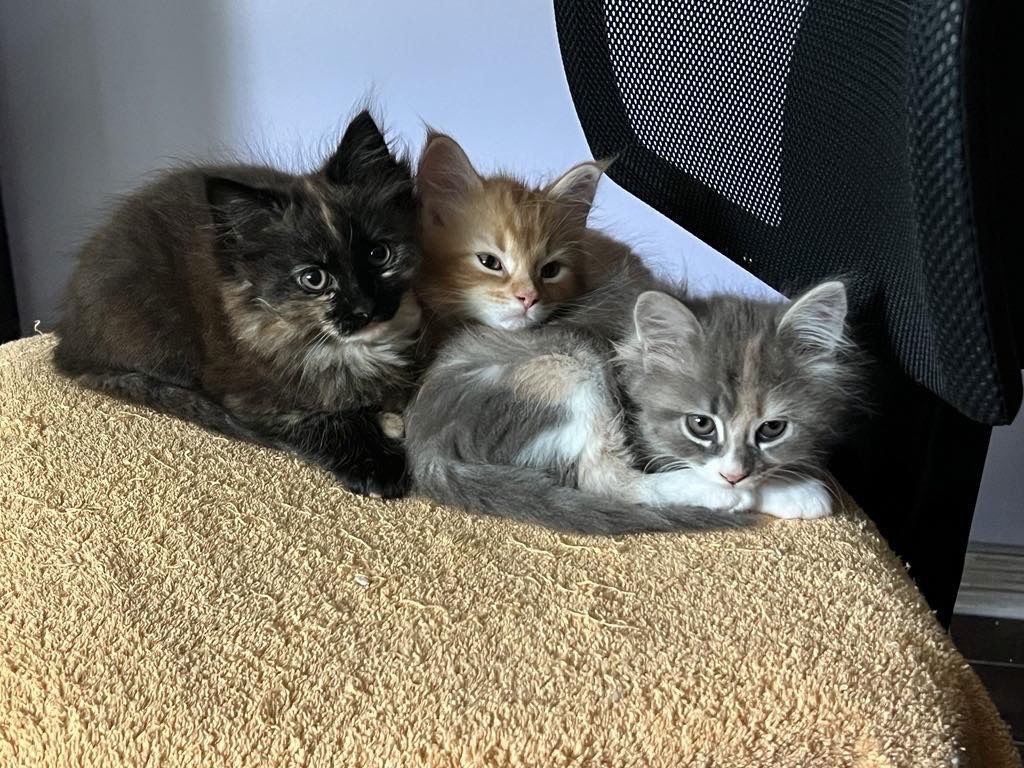 2 Maine Coon Kitten aus Hamburg