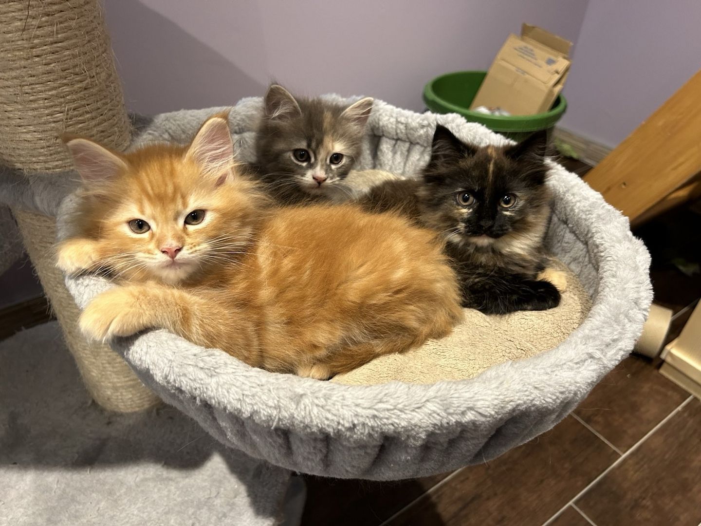 2 Maine Coon Kitten aus Hamburg