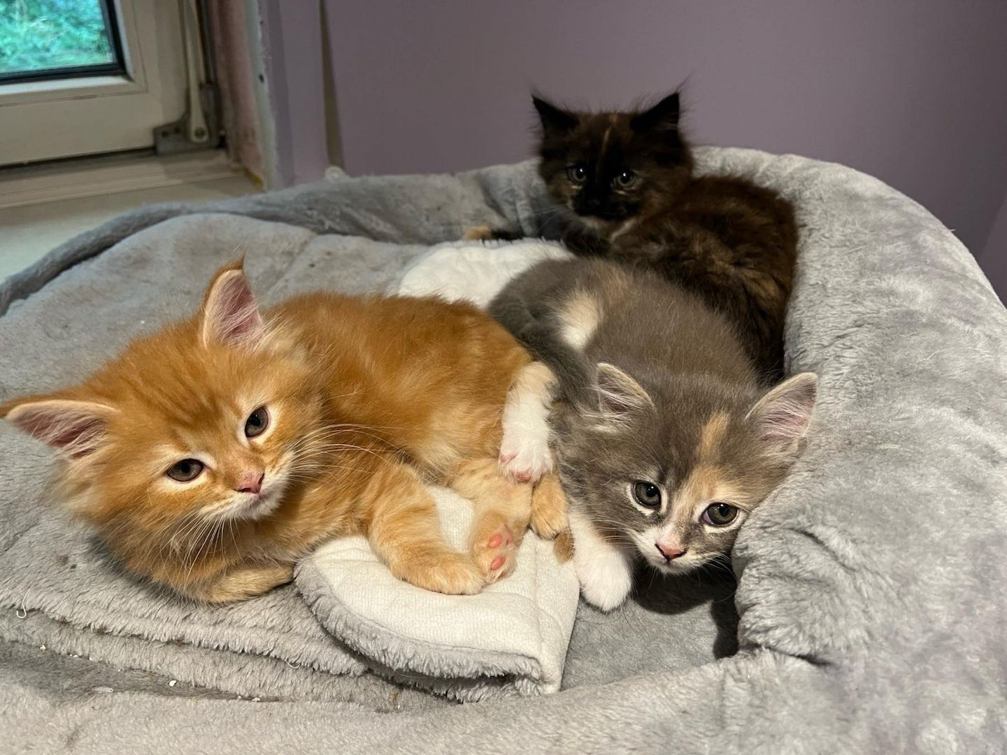 2 Maine Coon Kitten aus Hamburg