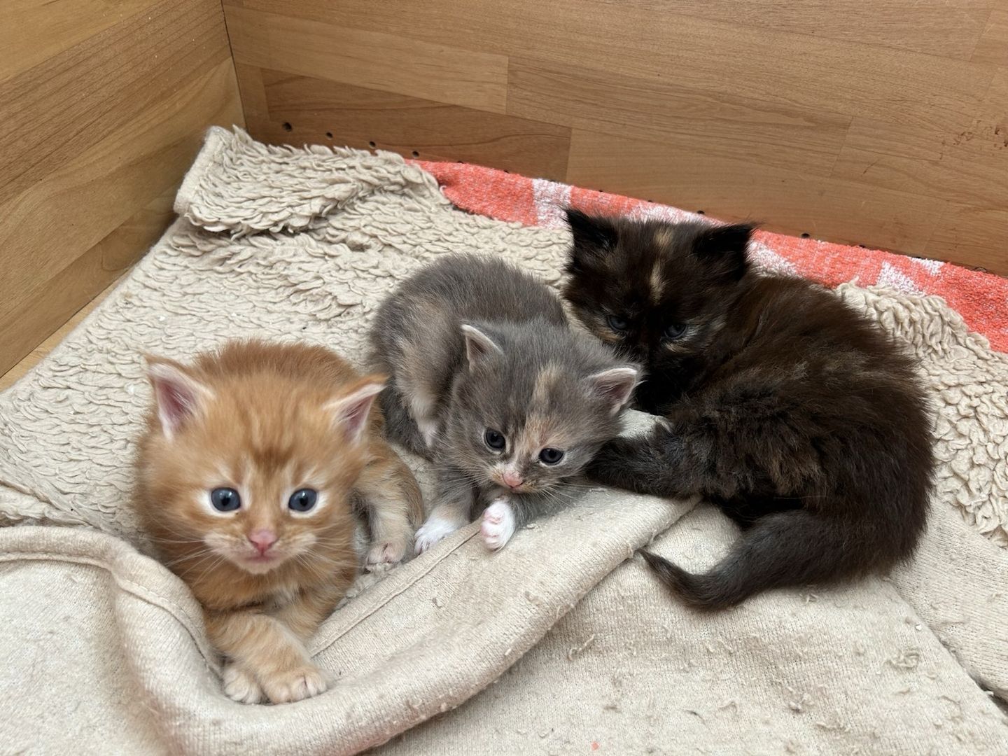 2 Maine Coon Kitten aus Hamburg