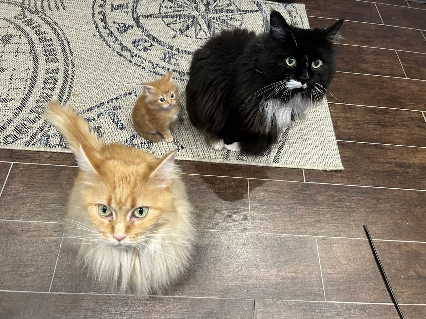 2 Maine Coon Kitten aus Hamburg