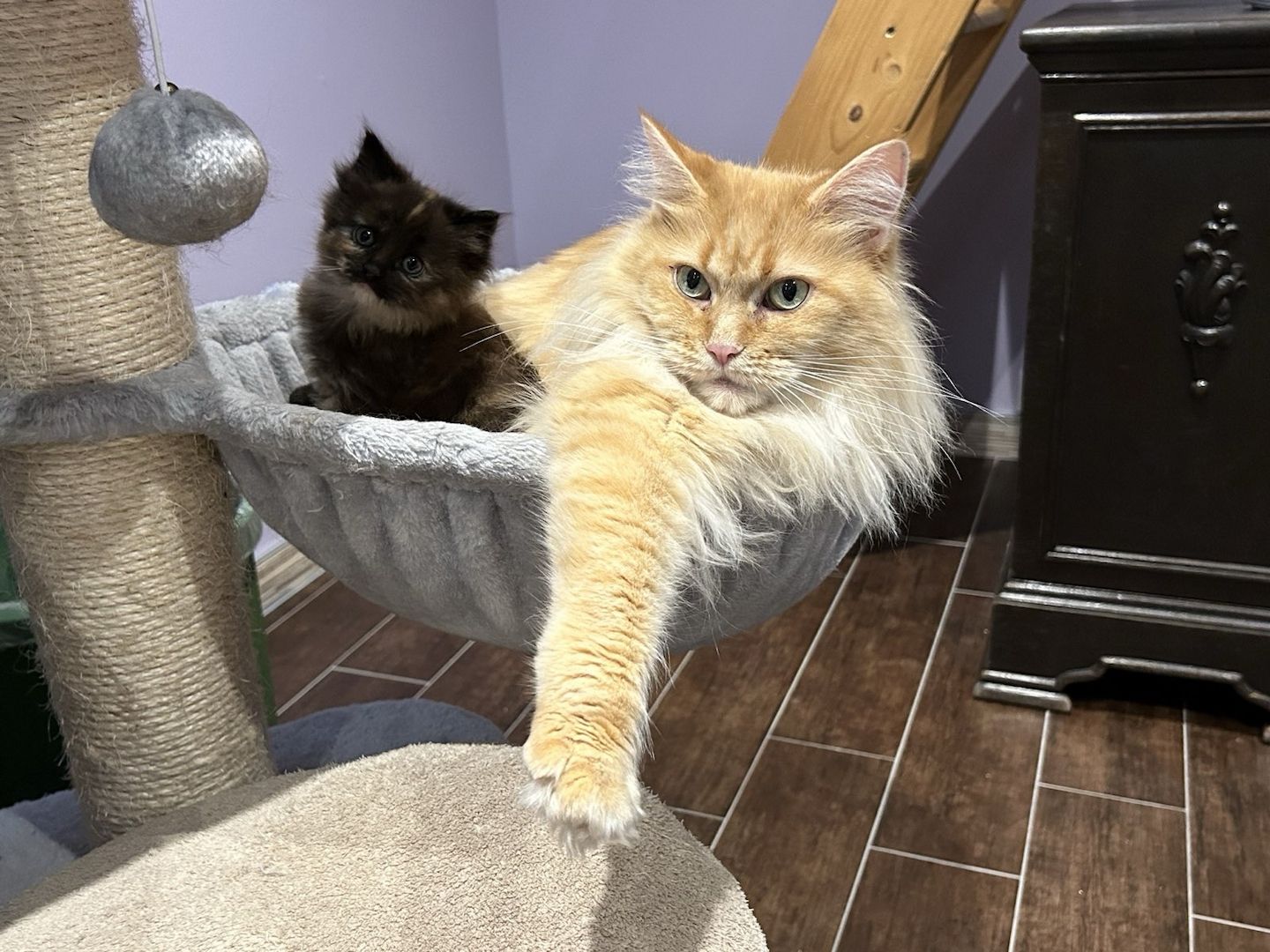 2 Maine Coon Kitten aus Hamburg