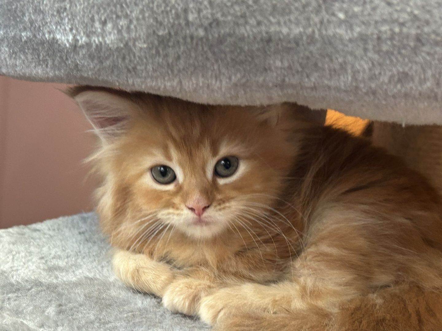 2 Maine Coon Kitten aus Hamburg