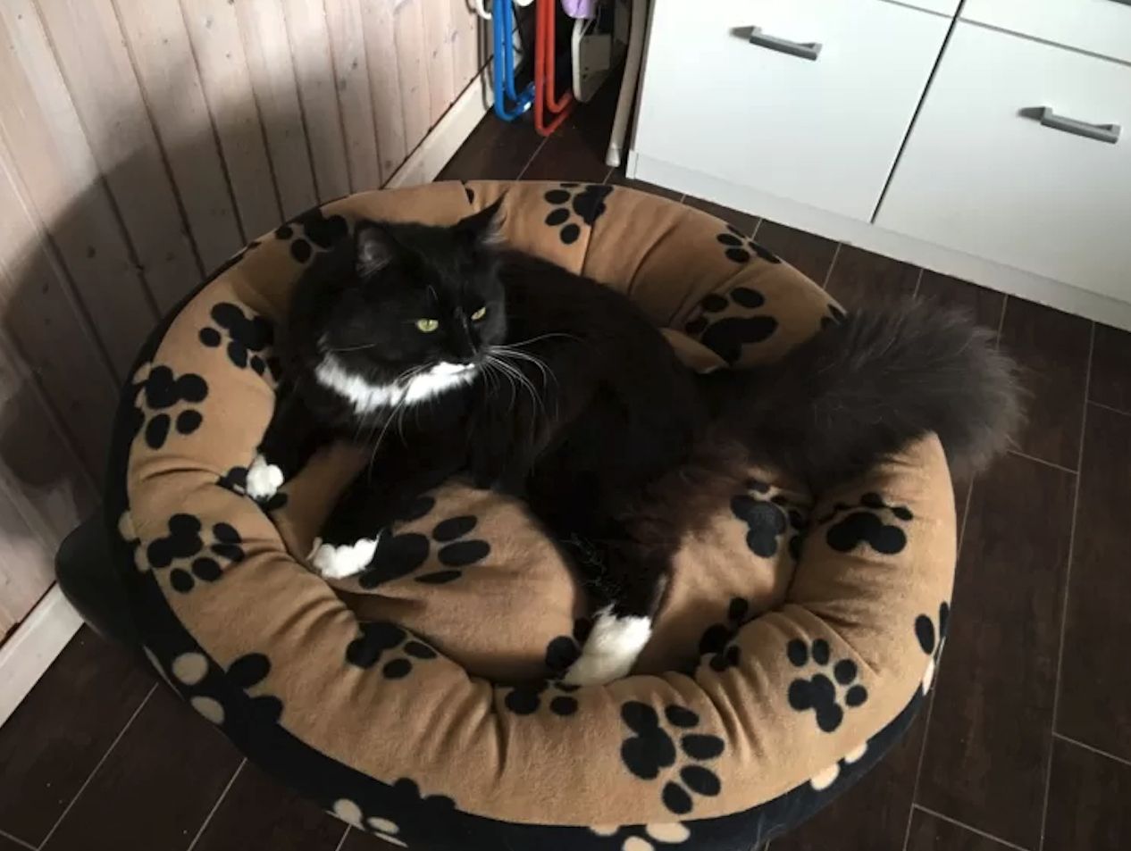 Maine Coon Deckkater aus Hamburg