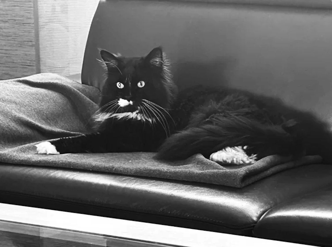 Maine Coon Deckkater aus Hamburg